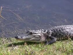 Gator Opens Eye Stock Footage