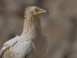Egyptian Vulture (Neophron percnopterus), Oman Stock Footage