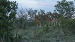 Herd of giraffe grazing on wildlife conservancy News Clip