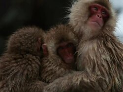 MS Snow Monkeys (Japanese Macaque) in Hot Spring / Jigokudani, Nagano, Japan Stock Footage