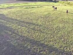 Horses meadow Stock Footage