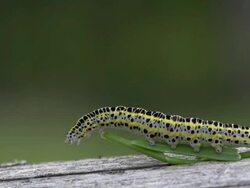 Caterpillar Stock Footage