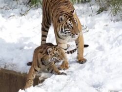 Animals At Washington's National Zoo Enjoy The Winter Weather Stock Footage