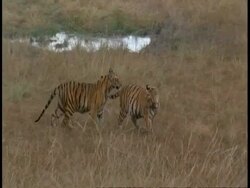 WA pair of Royal Bengal Tiger, Panthera tigris tigris, playfighting in long grass, Bandhavgarh National Park, India Stock Footage