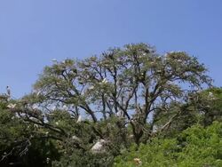 Egret's Nesting Stock Footage