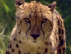 CU TS SLO MO Shot of Cheetah face as it sitting, Pilanesberg Game Reserve / North West Province, South Africa Stock Footage