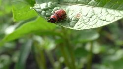 Potato beetle Stock Footage