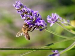 ECU SLO MO Shot of Honey bee feeding on nectar from lavender flower, and flying away backwards / Les Mureaux, Yvelines (78), France Stock Footage