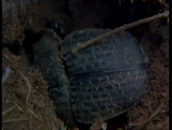 BCU dung beetle burying dung ball, Kenya Stock Footage