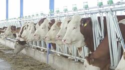 Row of cows in dairy farm Stock Footage