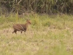 deer on twilight Stock Footage