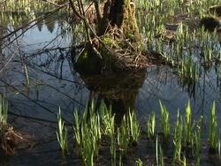 HD: Marsh plants Stock Footage