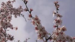 Blossoming plum tree branch in spring Stock Footage