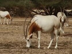 scimitar oryx (Oryx dammah) herd near acacia trees Stock Footage