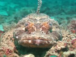 Crocodile fish, two in shot Borneo, Malaysia, Southeast Asia Stock Footage