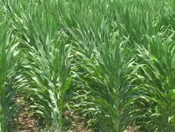 Corn Fields Stock Footage