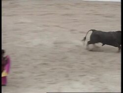 Macau - Return Of Bull Fighting News Clip