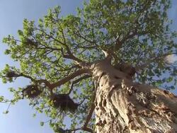 MS T/L LA Shot of Baobab Tree Stock Footage