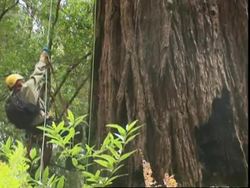 Cloning the ancient Redwoods in Calfornia News Clip