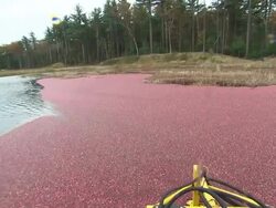 Cranberry crop being harvested on farm News Clip
