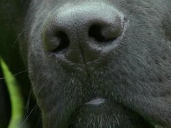 HD: Dog's nose Stock Footage