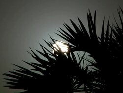 Sun behind palm trees Stock Footage