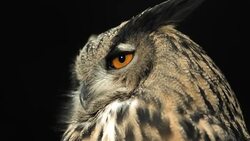 HD Super Slow-Mo: Horned Owl Turning Head Stock Footage