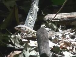 Tropical reptile - Central American whiptailed lizard Stock Footage