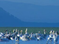 WS, Flock of flamingo (Phoenicopterus roseus) and Pelican (Pelecanus onocrotalus) in Lake Nakuru at early morning, Lake Nakuru National Park, Rift Valley, Kenya Stock Footage