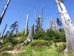 Forest Destroyed By Bark Beetles Tilt Up Stock Footage
