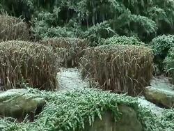 Falling Snow on foliage Stock Footage