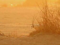 MS View of Arabian Oryx (Oryx leucoryx) ( xf 300) adult in desert at Yotvata nature reserve during sunset / eilat, negev desert, Israel Stock Footage