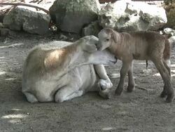 Sheep family  60i Stock Footage