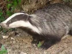CU Shot of European Badger(meles meles) smelling around / Normandy, Calvados, France Stock Footage