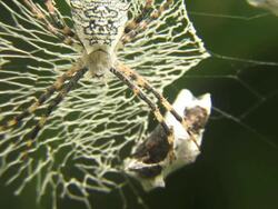 Orb spider Stock Footage
