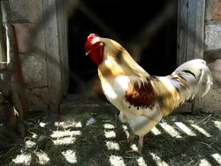 Rooster crowing Stock Footage