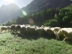 Sheep Stock Footage