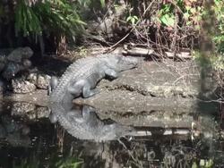 Alligator mississippiensis, basks in sun on river bank Stock Footage