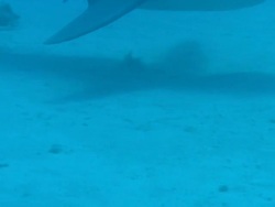 Shark shadow on sandy seabed, Bahamas  Stock Footage