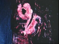 Dogs in the US are being trained to sniff out lung and breast cancer in humans. News Clip