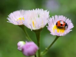 ladybug Stock Footage
