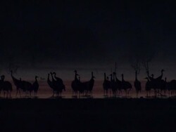 European Cranes (Grus grus) silhouetted in early morning light on lake shore, North East Extremadura in Dehesa. Stock Footage