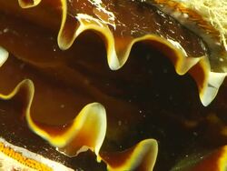 ECU Shot of Single thorny oyster attached to reef, bivalve shell opening and edge of mantle visible / Pemba, Cabo Delgado, Mozambique Stock Footage