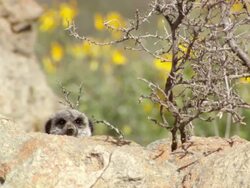 MS Shot of Single meerkat peering out from behind large rock and dry shryb or fynbos / Namaqualand, Northern Cape, South Africa Stock Footage