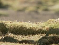 CU LA Shot of Llama, Lama Glama feet on Altiplano Puna grassland in Andes mountains / San Pedro de Atacama, Norte Grande, Chile Stock Footage