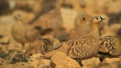 Slow Motion, crowned sandgrouse (Pterocles coronatus) in the desert Stock Footage