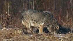 Wolf Stock Footage