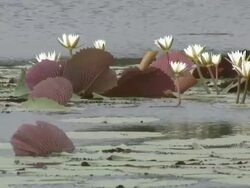 Tropical swamp 3  60i Stock Footage