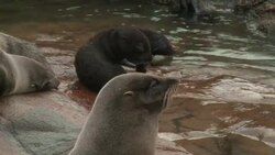 VOICED : Uruguay santuario de lobos marinos News Clip