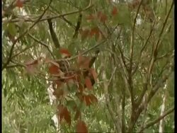 MS Tracking right, Woolly monkey swinging through trees, South America Stock Footage